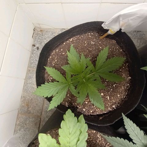 Mimosa OG FEM growlog photo: Atualização 