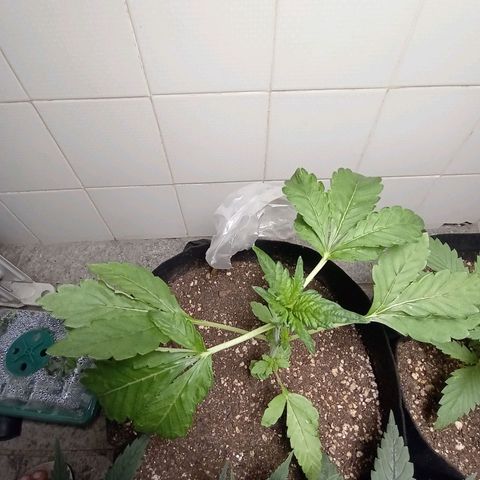 Downrilla Ghost growlog photo: Loucura