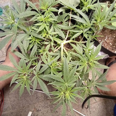 Super Lemon Haze growlog photo: Topos ja definidos, agora é cuidar para vir lindas flores