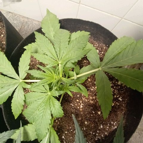 Gorilla Ghost growlog photo: Aplicação de óleo de neem 
