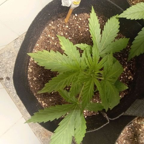 Mimosa OG FEM growlog photo: Mimosa tudo ok ! Aplicação preventiva de neem 