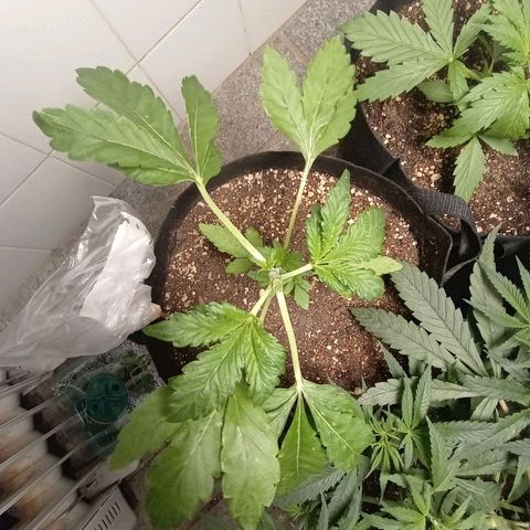 Downrilla Ghost growlog photo: Alguem sabe me dizer se é indica ou ruderalis?