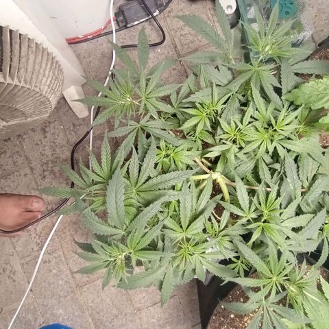 Super Lemon Haze growlog photo: Poda Ok oleo de neem Ok amarras ok topo ja se formando em breve aplicação da scrog! 