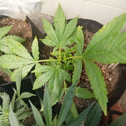 Gorilla Ghost growlog photo: Ela deu uma leve queimada por conta do oleo de neem, que merda! 