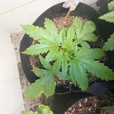 Mimosa OG FEM growlog photo: Oleo de neem queimou, que bosta!!