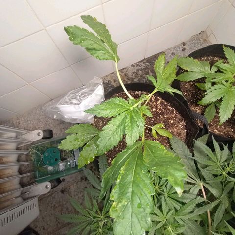 Downrilla Ghost growlog photo: Foi a que mais sofreu com a aplicação preventiva de neem 