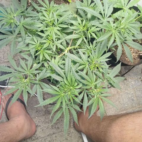 Super Lemon Haze growlog photo: Fui abençoado pela melhor cepa do mercado, 100% imune ao neem