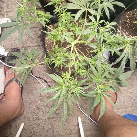 Super Lemon Haze growlog photo: Primeira desfolição feita com sucesso 💚