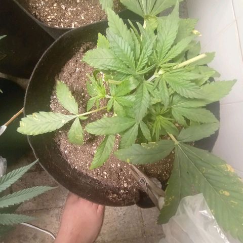 Gorilla Ghost growlog photo: Atualização 