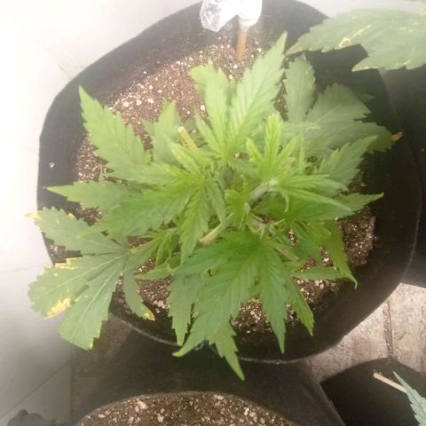 Mimosa OG FEM growlog photo: Levemente queimada pelo neem mas bora que bora