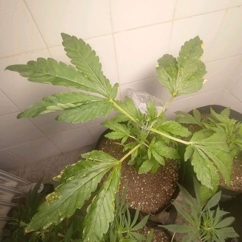 Downrilla Ghost growlog photo: Multaçao maluca!!