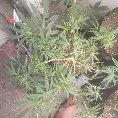Super Lemon Haze growlog photo: A rainha do grow 💥💥🍁