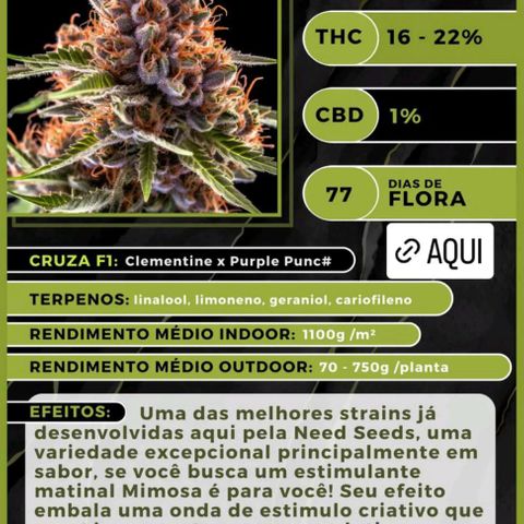 Mimosa OG FEM growlog photo: Mimosinha é toda toda 🍀💚