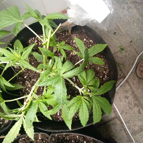 Gorilla Ghost growlog photo: Desfoliação para a luz alimentar a planta de baixo pra cima