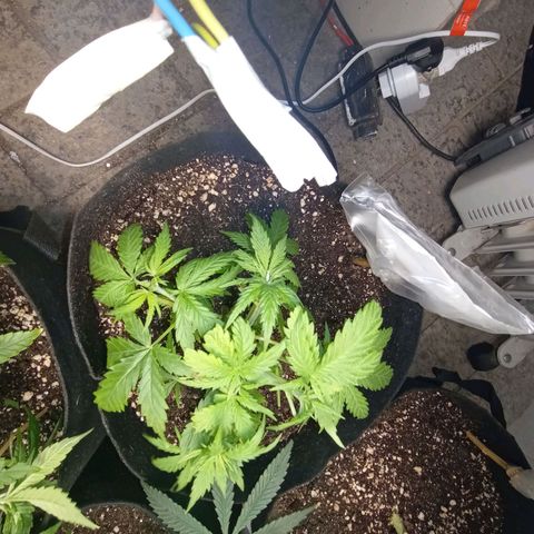 Mimosa OG FEM growlog photo: Mimosinha com baixo crescimento, troquei de lugar com a super lemon haze na esperança de ajudar no desenvolvimento da mesma
