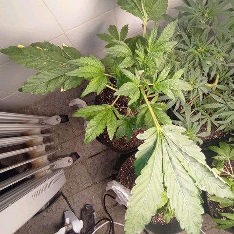 Downrilla Ghost growlog photo: Uma strain muito doida bem grandona, muito feliz, acredito ser uma super indica