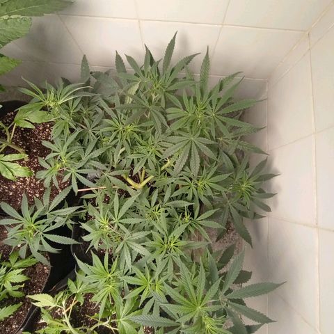 Super Lemon Haze growlog photo: Maior orgulho do meu cultivo! Sensacional 