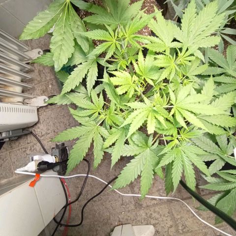 Mimosa OG FEM growlog photo: Mimosa, reta final para a flora