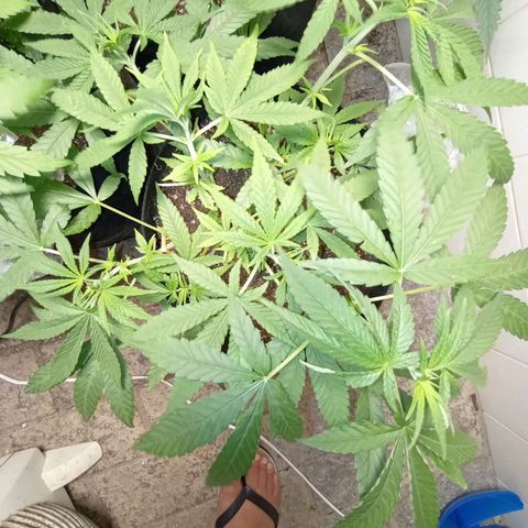 Gorilla Ghost growlog photo: Gorillinha no alge, reta final para a flora