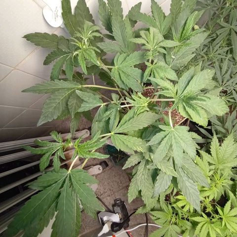 Downrilla Ghost growlog photo: Downrilla finalmente descobri que  nao e ruderalis e sim uma indica, vamo que vamo!!