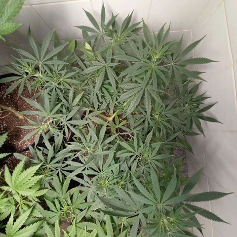Super Lemon Haze growlog photo: 100% impecável, sem um queimado, uma praga absolutamente nada, esta aguardando as irmãs para pegar a flora com bastante vigor ❤️