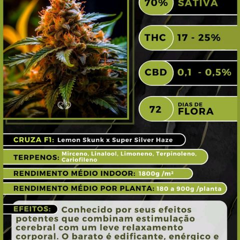 Super Lemon Haze growlog photo: A braba!!