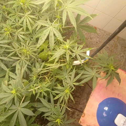 Gorilla Ghost growlog photo: Pré flora, ansioso demaisssss