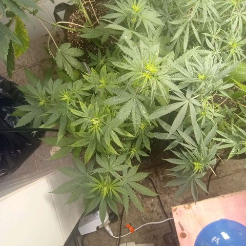 Mimosa OG FEM growlog photo: Ja da pra contar os buddyzinn