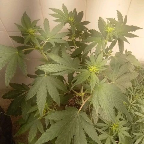 Downrilla Ghost growlog photo: Essa tô tirando onda!! Linda por demais