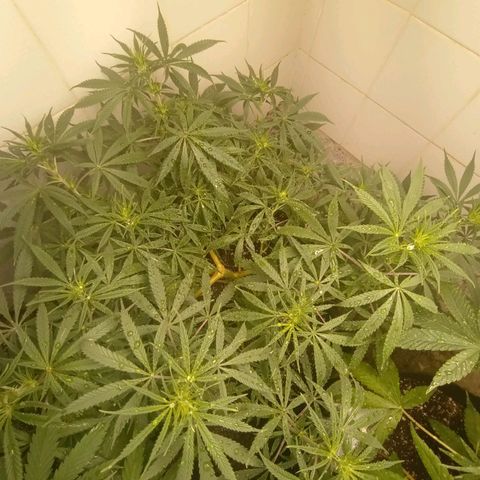 Super Lemon Haze growlog photo: A matriarca, sem duvidas!! A melhor de todas 