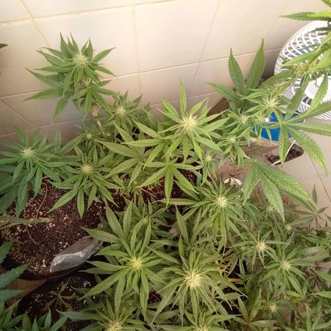 Gorilla Ghost growlog photo: Atualizado 