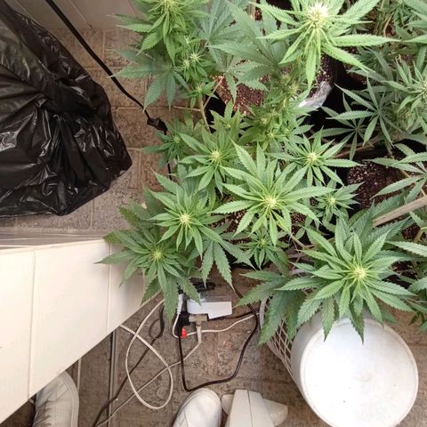 Mimosa OG FEM growlog photo: Linda demais