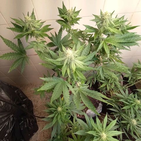 Downrilla Ghost growlog photo: Monstra demais