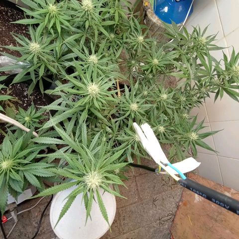 Super Lemon Haze growlog photo: A matriarca nunca ramela