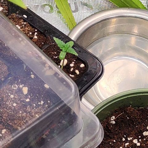 Special Kush growlog timeline photo