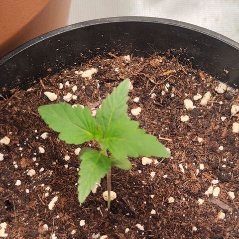 Special Kush growlog timeline photo