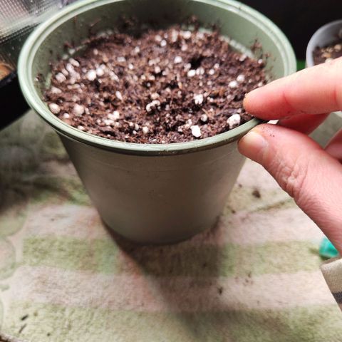Royal AK growlog timeline photo