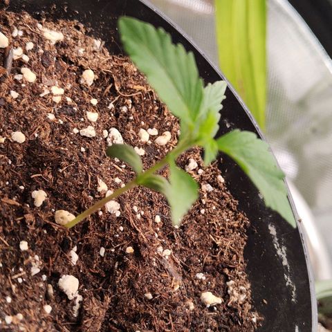 Special Kush growlog timeline photo