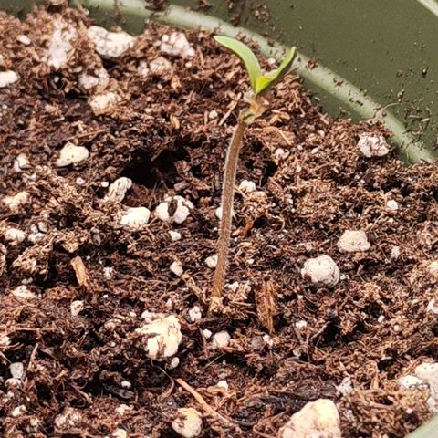 Royal AK growlog timeline photo