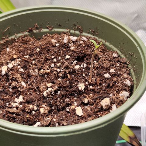Royal AK growlog timeline photo