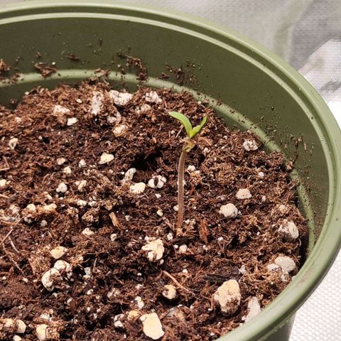 Royal AK growlog timeline photo