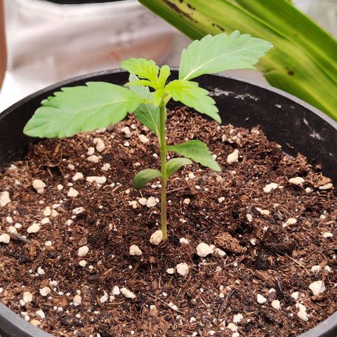 Special Kush growlog timeline photo