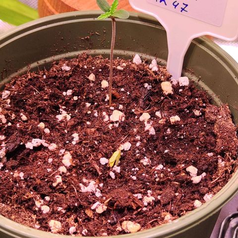 Royal AK growlog photo: Seltsam aber irgendwie scheint da noch etwas zu gedeihen  mehr oder weniger  bin gespannt 
