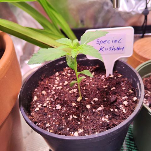 Special Kush growlog timeline photo
