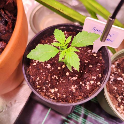 Special Kush growlog timeline photo