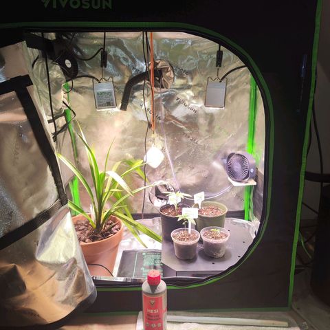 Royal AK growlog timeline photo