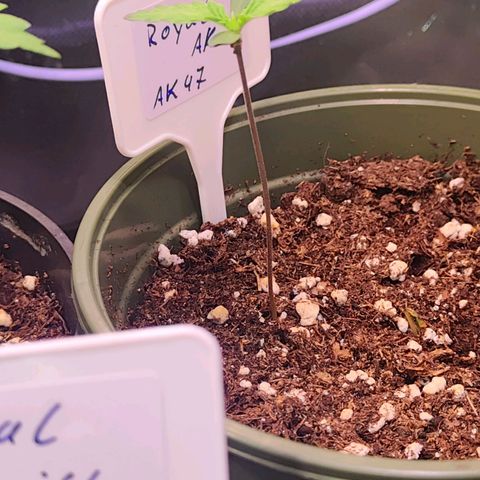 Royal AK growlog timeline photo