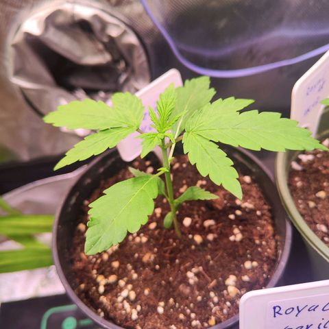 Special Kush growlog timeline photo
