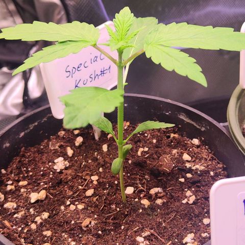 Special Kush growlog timeline photo