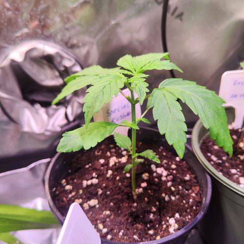 Special Kush growlog timeline photo
